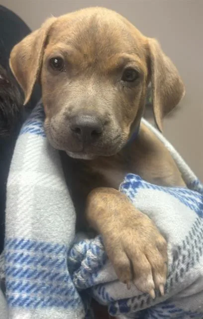 A baby small-sized male Mastiff dog named Nugget for adoption in Redlands, CA