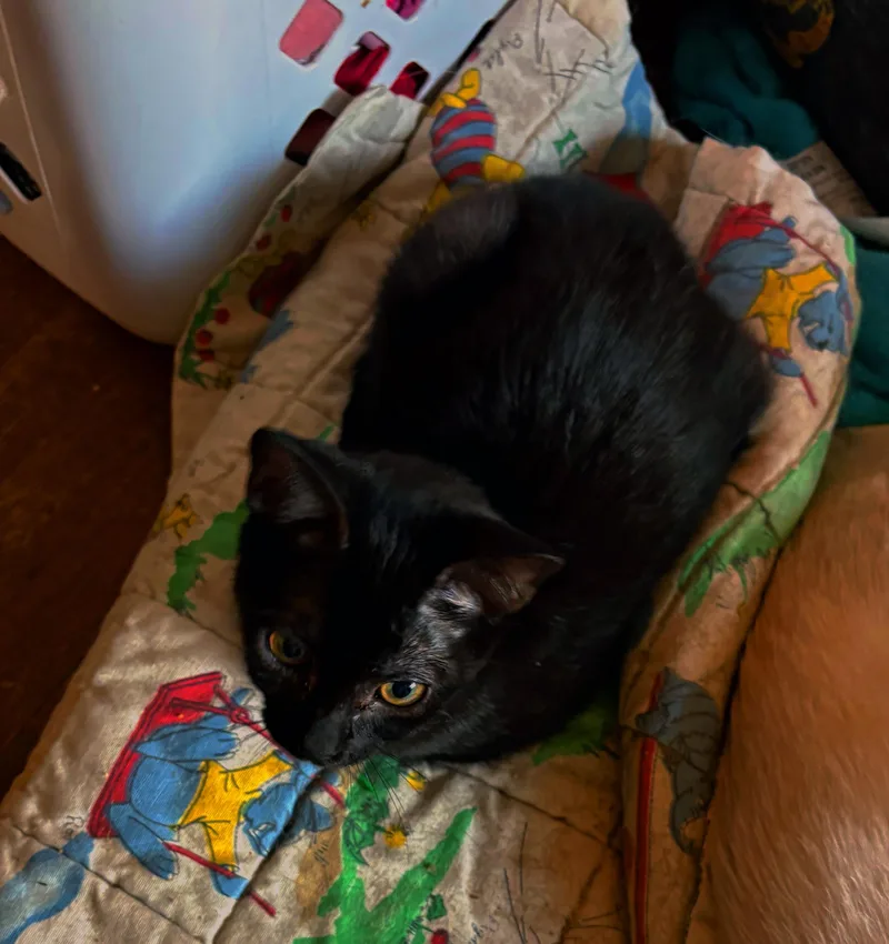 A baby medium-sized female Domestic Short Hair cat named Cinnamon for adoption in Fresno, CA