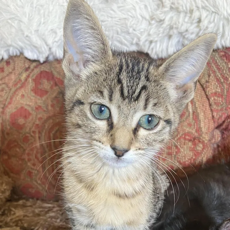 A baby small-sized female Brown / Chocolate Domestic Short Hair cat named Hermione for adoption in Prosper, TX