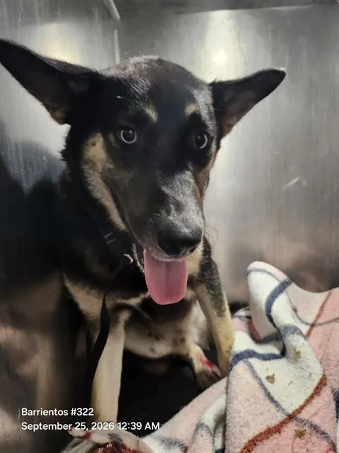 A young large-sized male German Shepherd Dog dog named Blue Reyna for adoption in San Antonio, TX