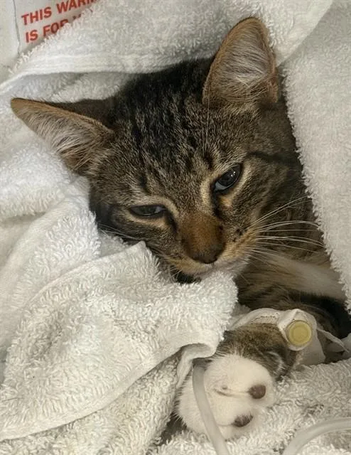 Catrick Swayze