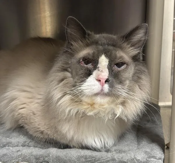 King Titus thumbnail 2