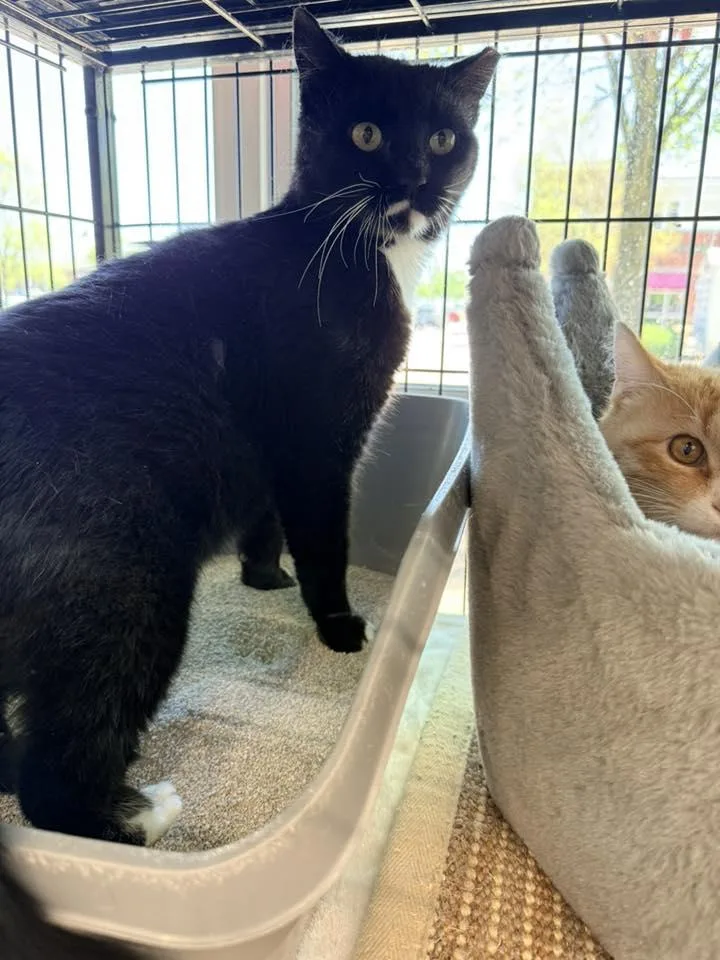 A young medium-sized male Black & White / Tuxedo Domestic Medium Hair cat named Marko for adoption in Cleveland, OH