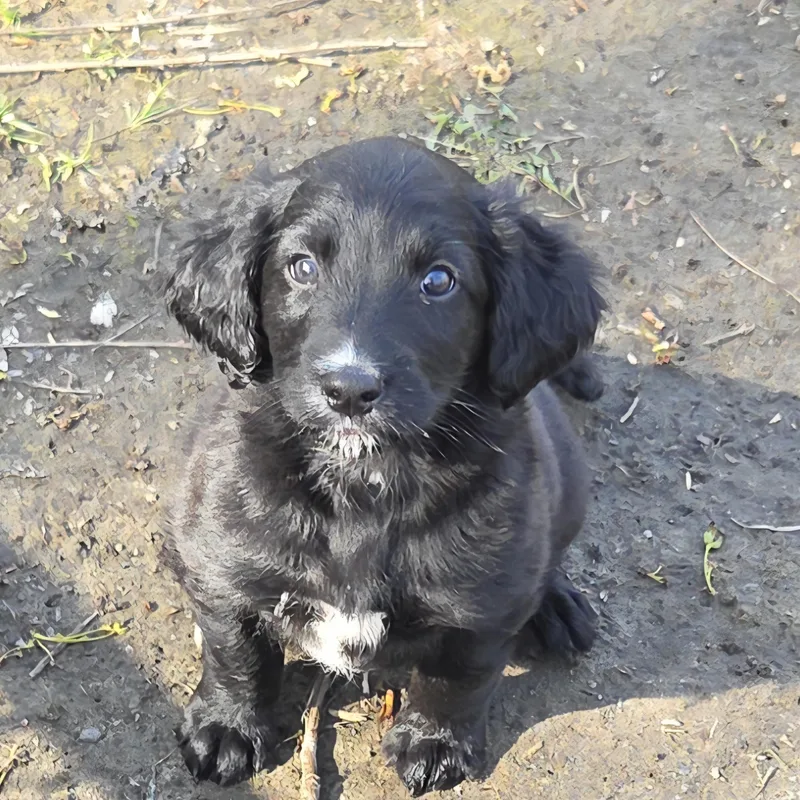 A baby medium-sized male Irish Setter dog named Dozer for adoption in Warren, MI