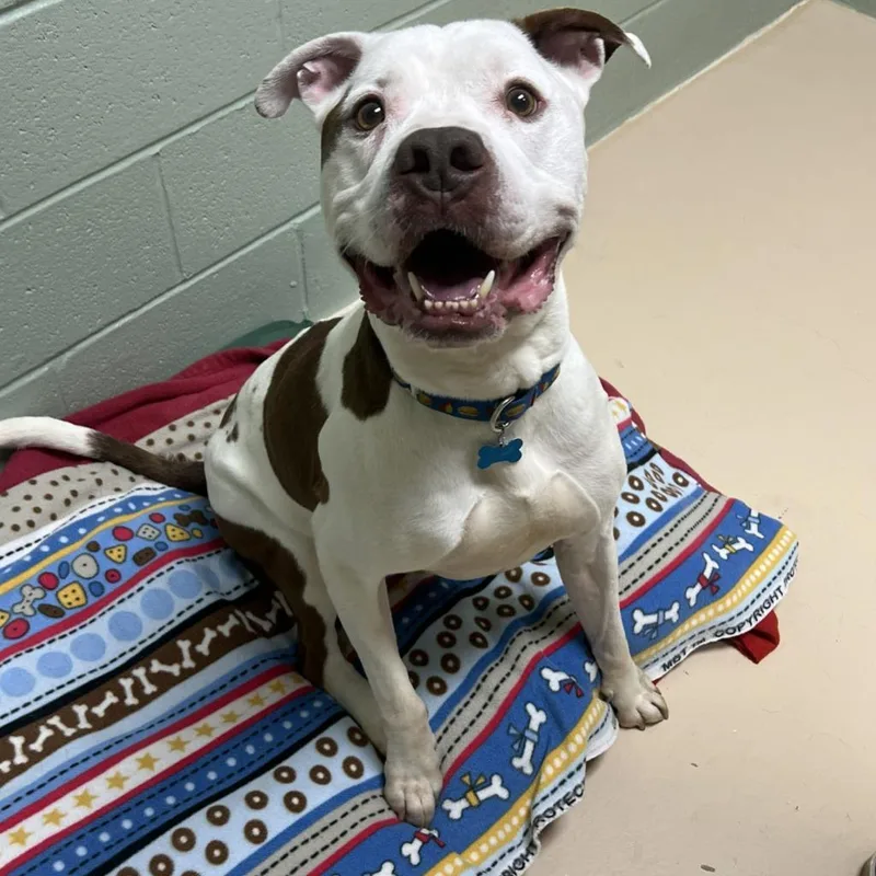 A senior medium-sized male Mixed Breed dog named Dudley for adoption in State College, PA