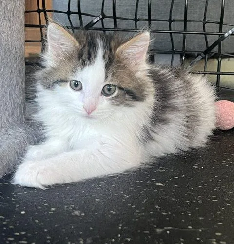A baby small-sized male Tabby (Brown / Chocolate) Domestic Long Hair cat named Crash for adoption in Kenosha, WI