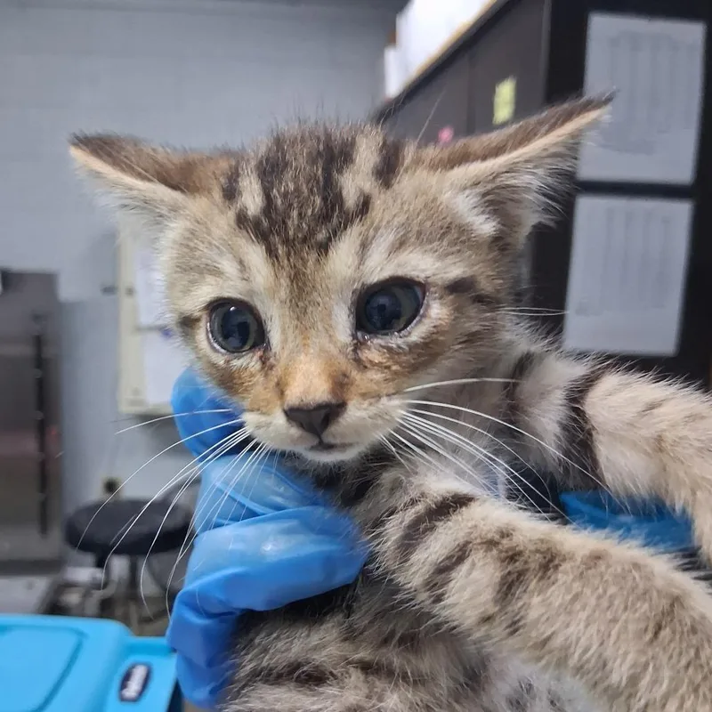A baby small-sized male Brown / Chocolate Domestic Short Hair cat named Cole for adoption in Summerville, SC