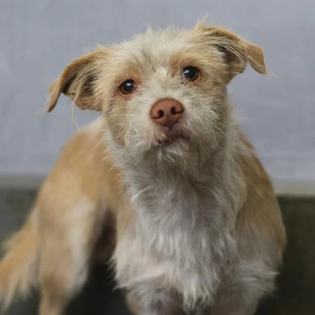 An adult small-sized male Terrier dog named Benny for adoption in San Antonio, TX