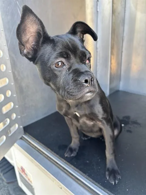 A baby small-sized female Boston Terrier dog named Moxy for adoption in Ontario, CA