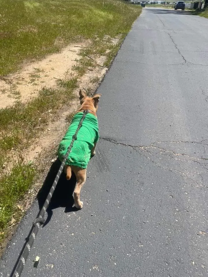 Oh Romeo!! thumbnail 3