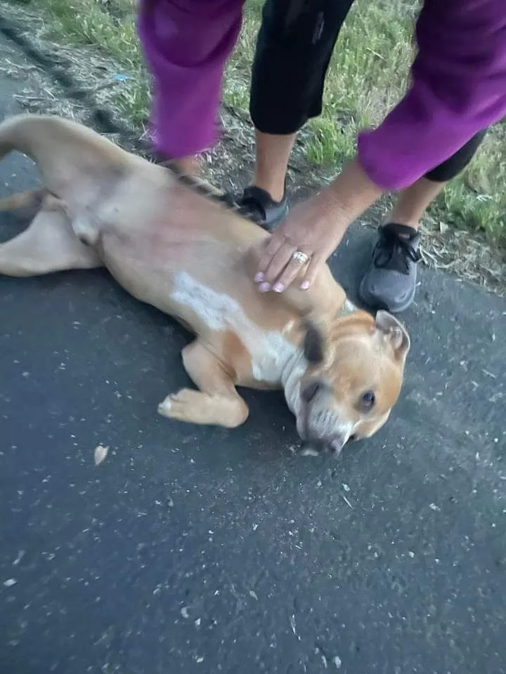 Oh Romeo!! thumbnail 4