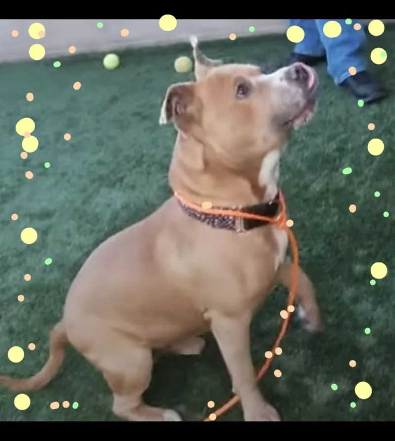 Oh Romeo!! thumbnail 6