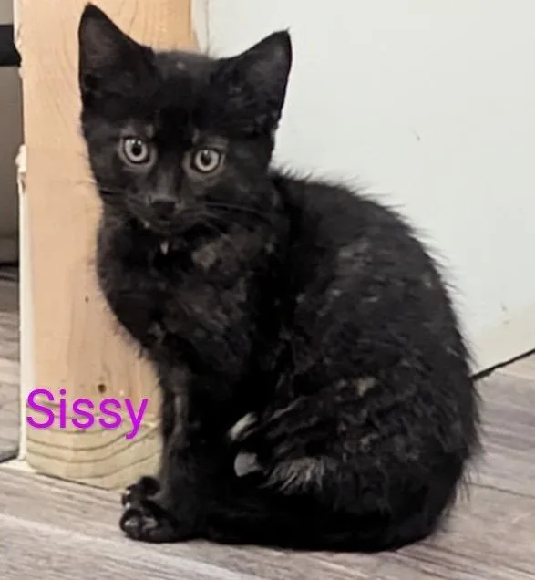 A young medium-sized female Domestic Short Hair cat named Sissy for adoption in Hamilton, OH