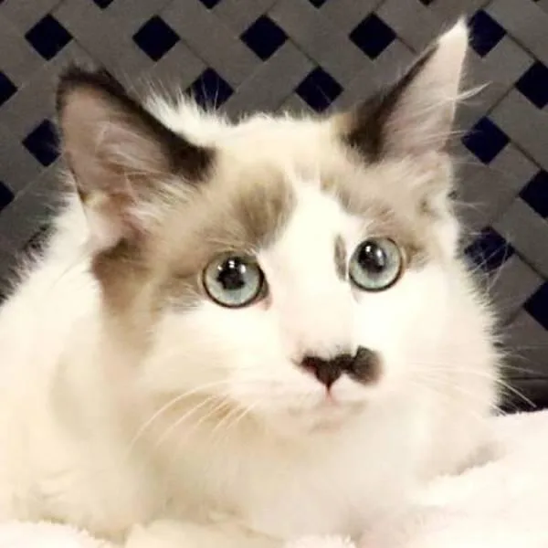 A baby small-sized female Siamese cat named Barbara for adoption in Fort Davis, TX