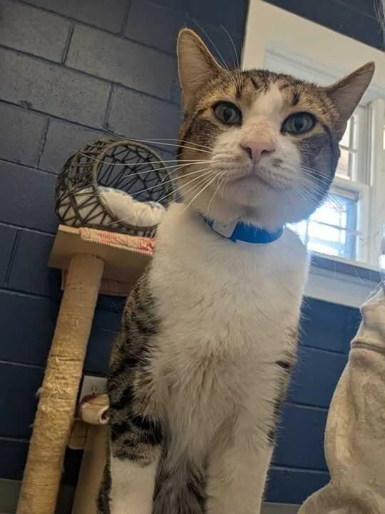 An adult medium-sized male Domestic Short Hair cat named Flynn for adoption in Athens, AL