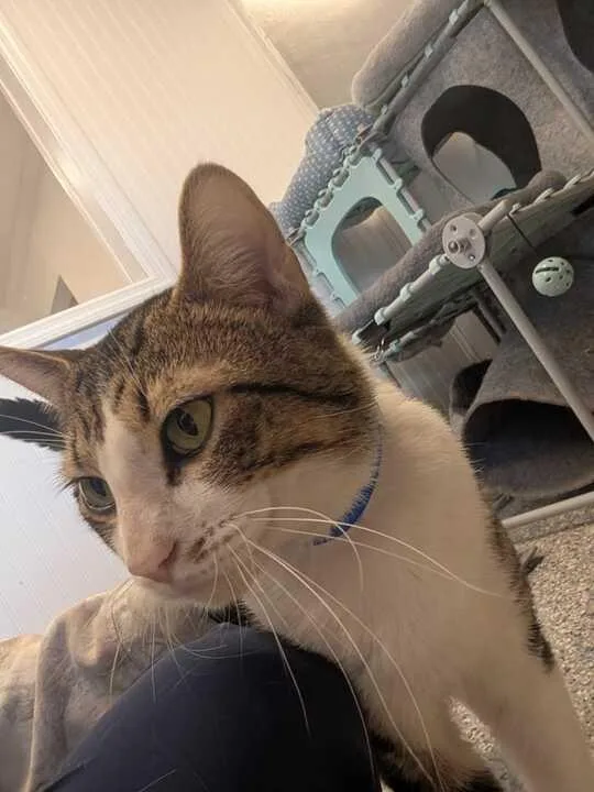 Flynn thumbnail 4