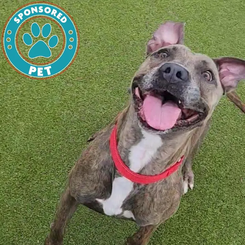 A young medium-sized female English Bulldog dog named Rylee for adoption in Lakeland, FL