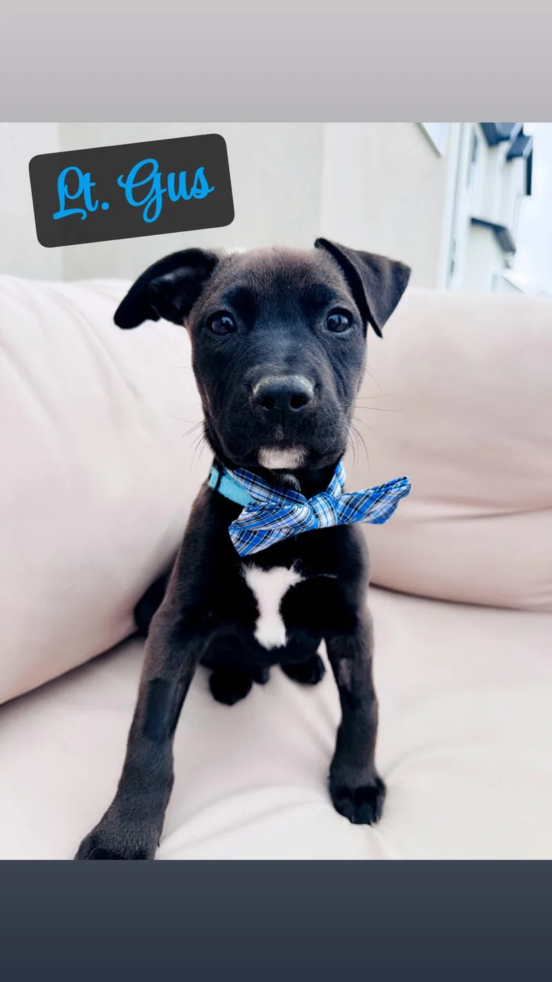 A baby medium-sized male Pit Bull Terrier dog named Light Blue Gus for adoption in Salt Lake City, UT