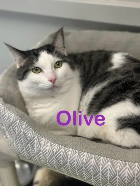 Olive thumbnail 2