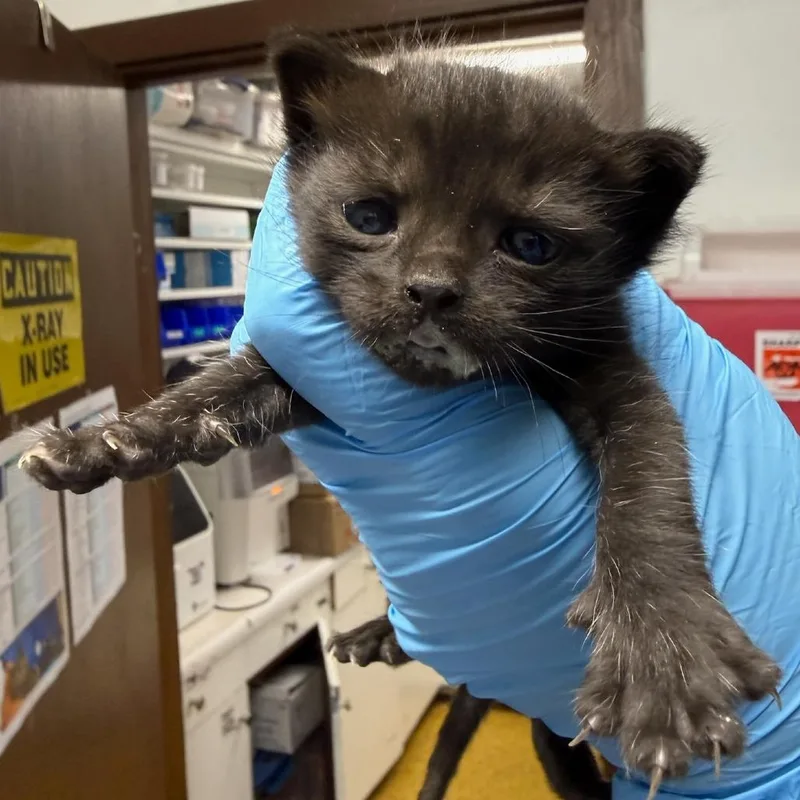 A baby small-sized male Black Domestic Short Hair cat named Bear Cub for adoption in Wahiawa, HI