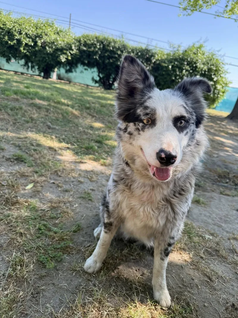 A young medium-sized female Australian Shepherd dog named Genevieve for adoption in Paso Robles, CA