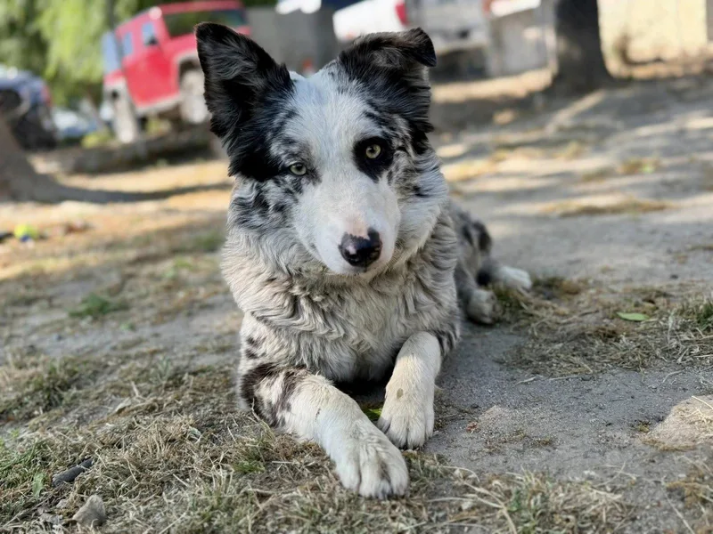 Genevieve thumbnail 3