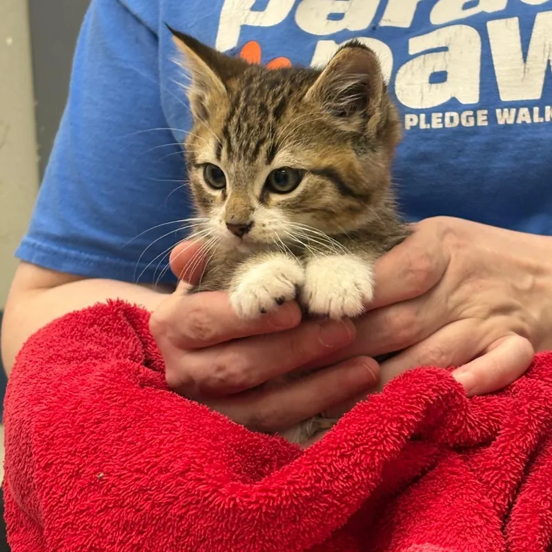 A baby small-sized male Brown / Chocolate Domestic Short Hair cat named Spaghettios for adoption in Spokane, WA