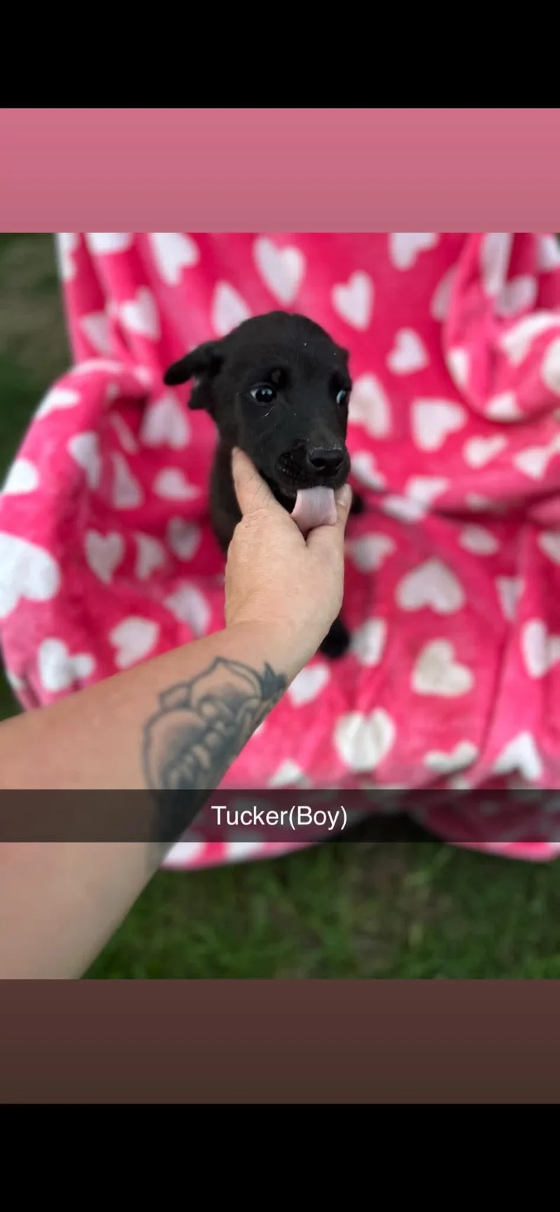 Tucker