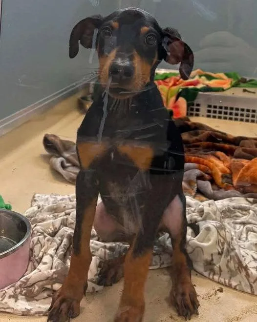 A young large-sized female Doberman Pinscher dog named Lusia for adoption in Newport, KY