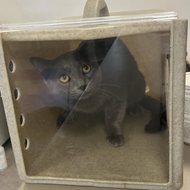 An adult large-sized male Gray / Blue / Silver Domestic Short Hair cat named Wag for adoption in Philadelphia, PA