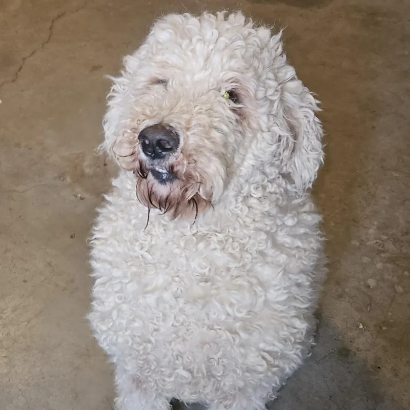 An adult small-sized female White / Cream Poodle dog named Serabi for adoption in Roanoke, VA