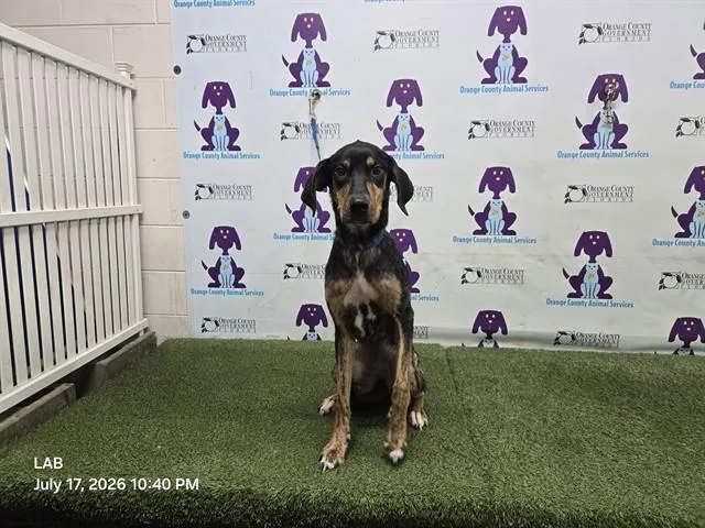 A young large-sized female Black and Tan Coonhound dog named Skoll for adoption in Orlando, FL