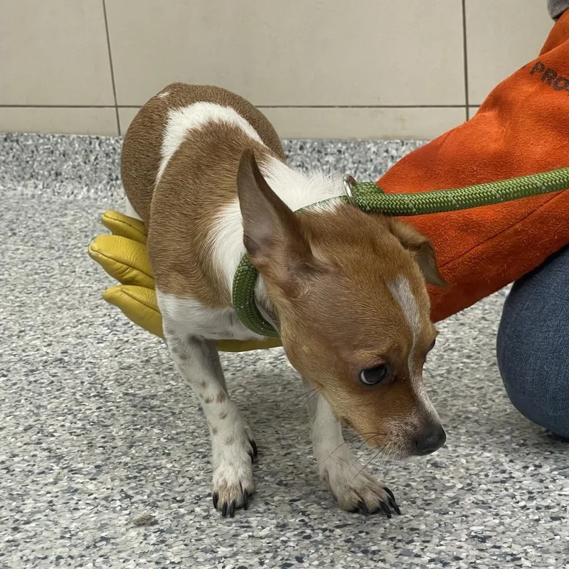 An adult small-sized male Brown / Chocolate Chihuahua dog named Mickey for adoption in Chicago, IL