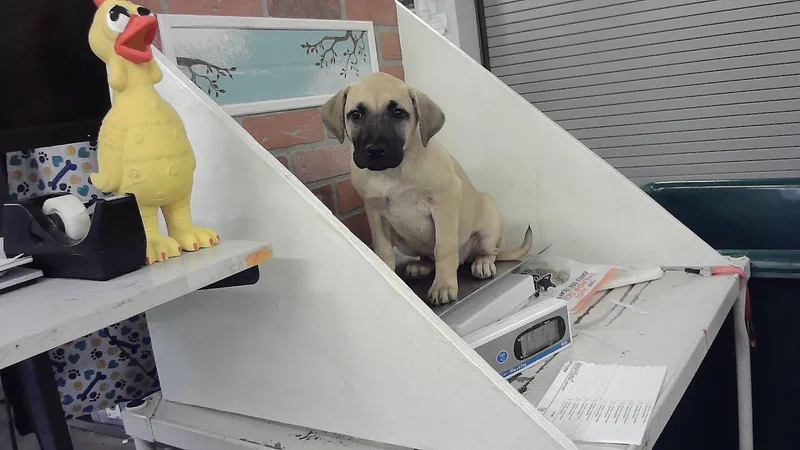 A baby small-sized female Black Mouth Cur dog named Jewel for adoption in Houston, TX