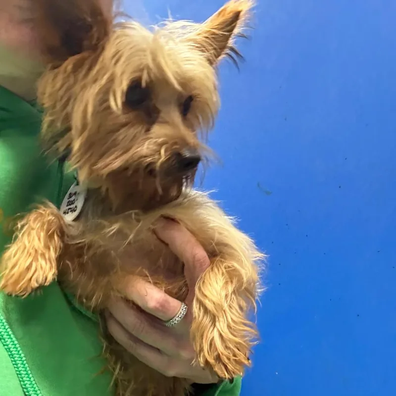 An adult small-sized male Yellow / Tan / Blond / Fawn Yorkshire Terrier dog named Ben for adoption in Normal, IL