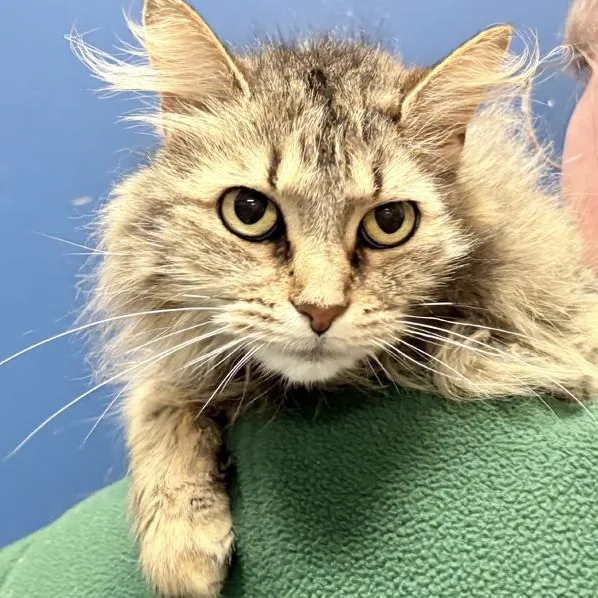 An adult medium-sized female Tabby (Brown / Chocolate) Domestic Long Hair cat named Dutchess for adoption in Columbus, IN