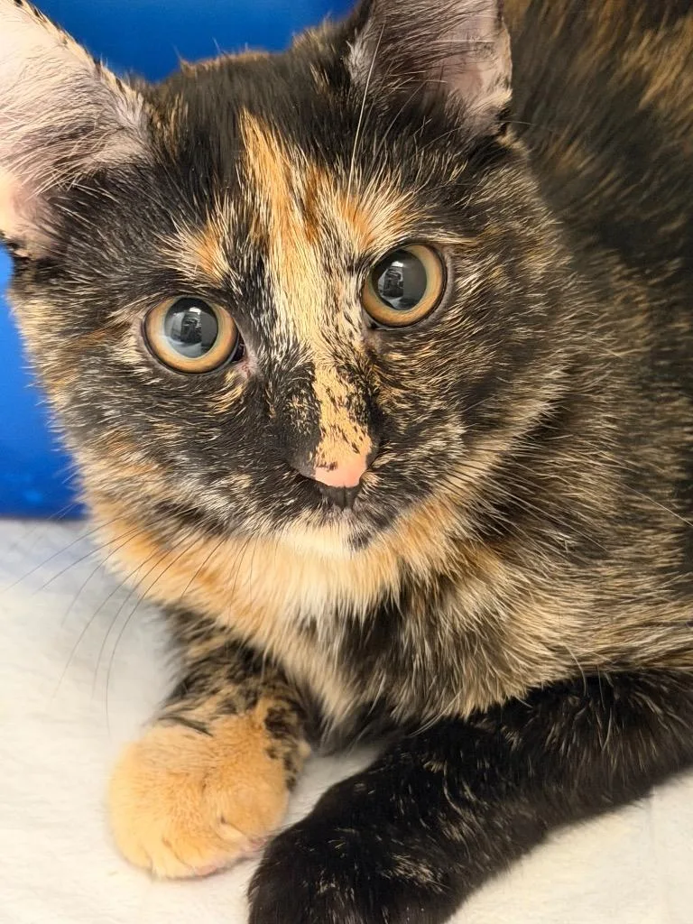 A baby small-sized female American Shorthair cat named Cayenne for adoption in Ferndale, NY