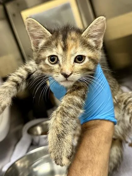 A baby medium-sized female Buff / Tan / Fawn Domestic Short Hair cat named Speed Limit for adoption in Wichita, KS