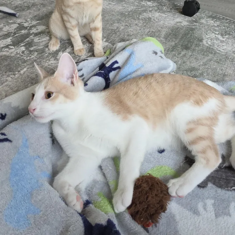 A baby small-sized male Orange & White Domestic Short Hair cat named Bagel for adoption in Liverpool, TX