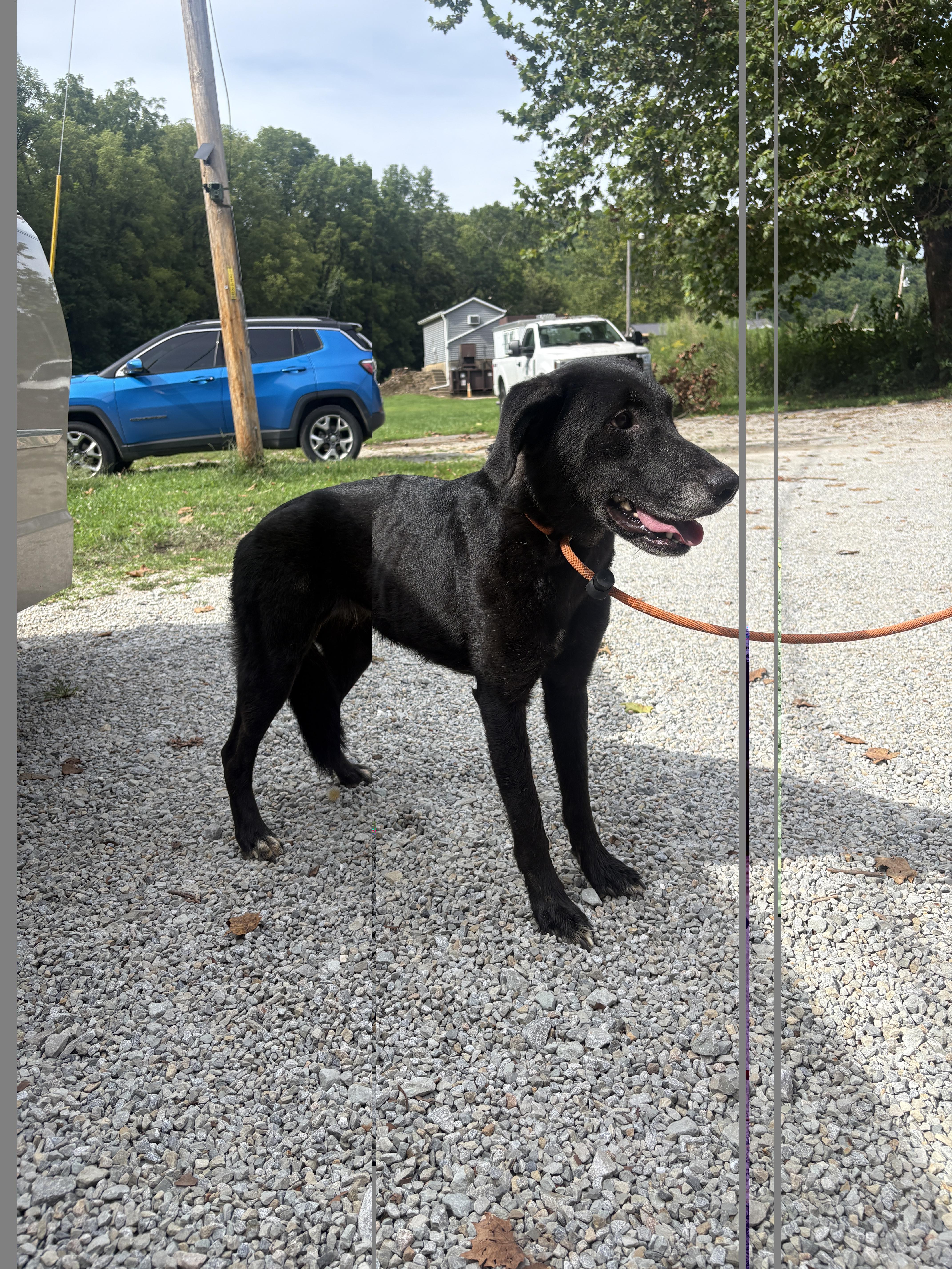 An adult medium-sized female Labrador Retriever dog named Star for adoption in Aurora, IL