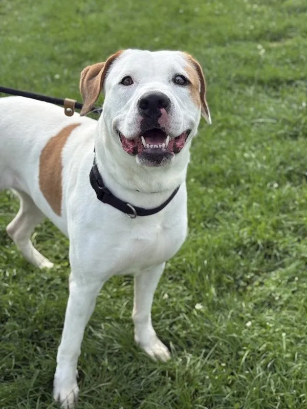 An adult large-sized female Hound dog named Jolene for adoption in Lancaster, OH