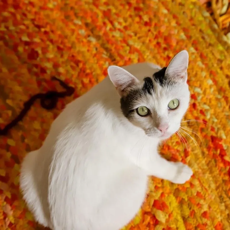 Moo Moo O'brien thumbnail 2