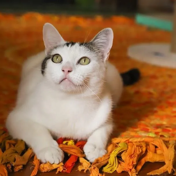 Moo Moo O'brien thumbnail 3