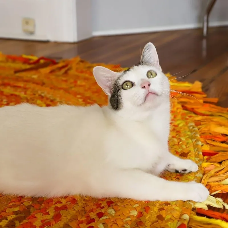 Moo Moo O'brien thumbnail 5