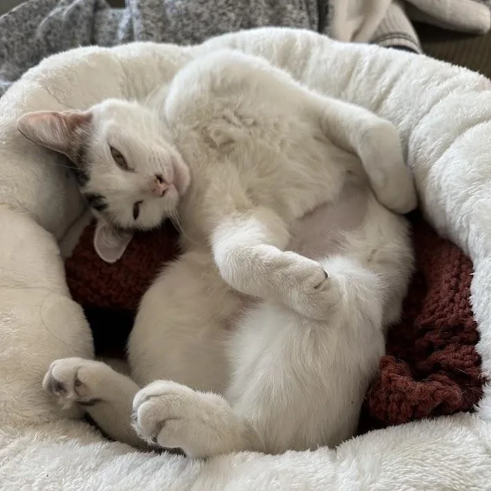 Moo Moo O'brien thumbnail 6