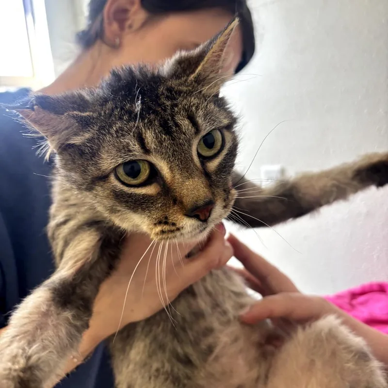A senior medium-sized female Gray / Blue / Silver Domestic Short Hair cat named Chrissy for adoption in Garfield, AR