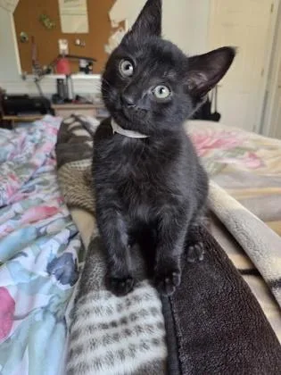 A baby medium-sized male Domestic Short Hair cat named Pillbug for adoption in Pleasanton, CA