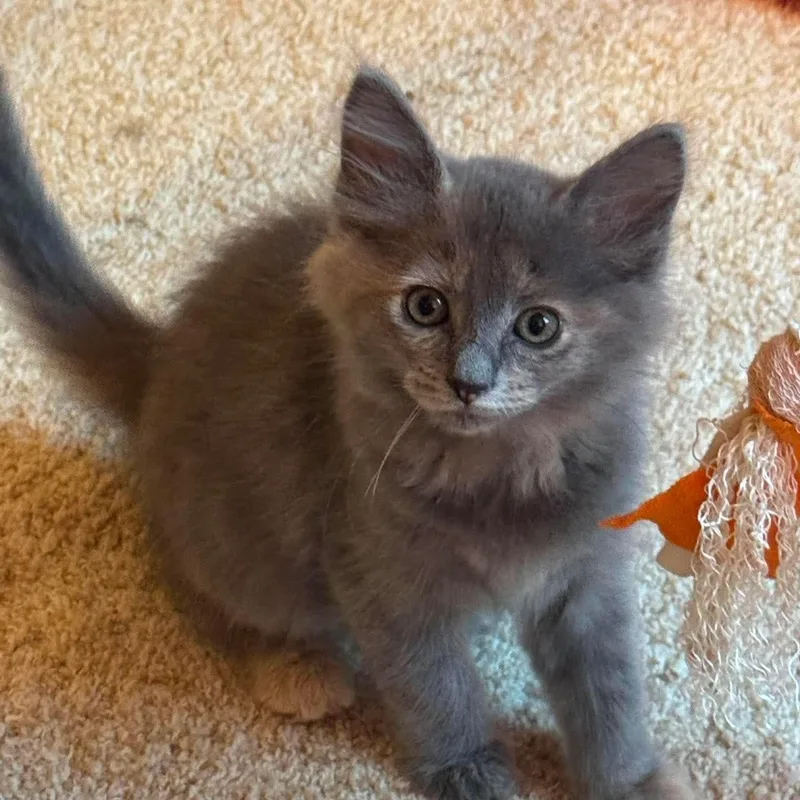 A baby medium-sized female Domestic Medium Hair cat named Isabela for adoption in Mount Juliet, TN