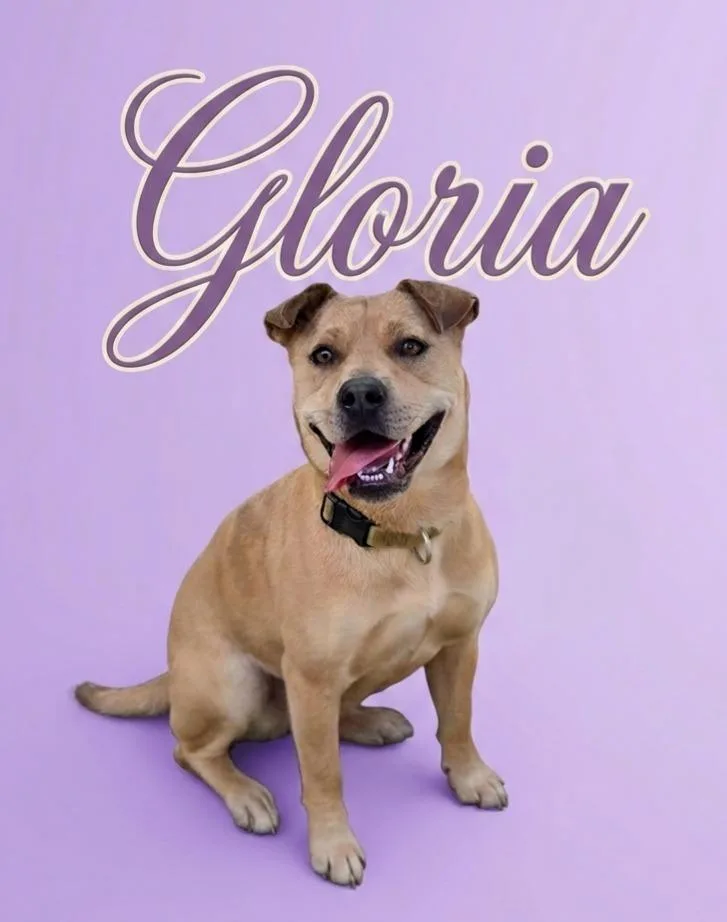 Gloria thumbnail 2