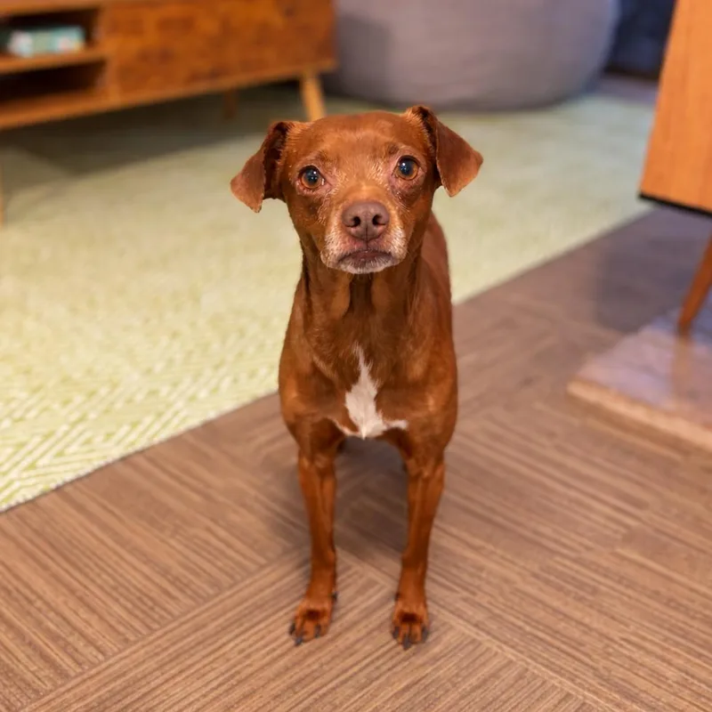 An adult small-sized male Golden Chihuahua dog named Benito for adoption in San Diego, CA